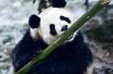 Большие панды. Как правило, это одиночные и мирные животные. Могут проводить до 14 часов в день, питаясь, главным образом, бамбуком. У больших панд развито обоняние, которое помогает им найти партнера в брачный сезон, или же наоборот — избежать встречи с другой особью.