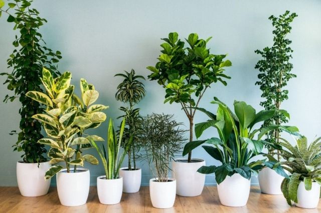 Почему комнатные растения вянут: что необходимо знать о выращивании