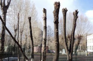 Сотни деревьев весной лишаются кроны.