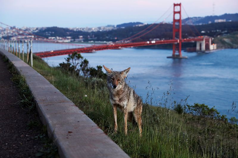 Койот рядом с мостом Золотые Ворота в Сан-Франциско, Калифорния, США.