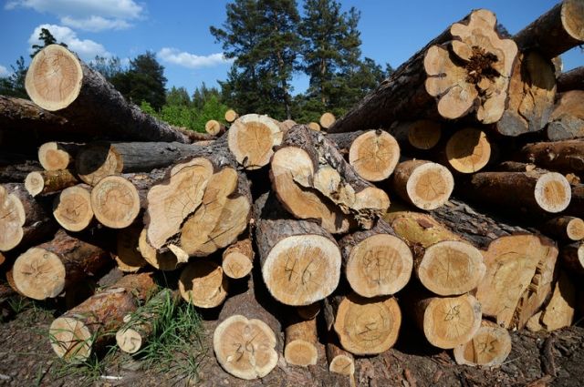 В Закарпатской области чиновников уличили в хищении леса на 14 млн гривен