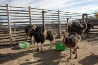 Предприниматели помогают страусиной ферме в селе Чикча Тюменского района