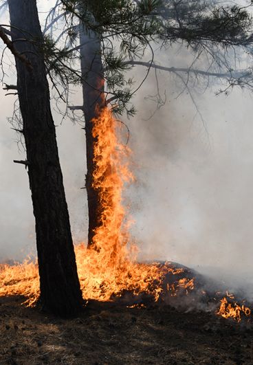 Природный пожар в районе поселка Антипиха в пригороде Читы.