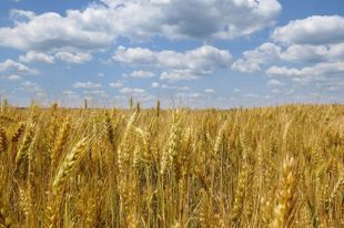 Природа в коме. Может ли Украина превратиться в пустыню
