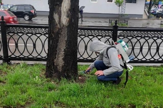В Киеве каштанам сделали «прививки» от моли