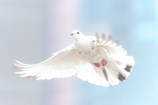 Ишимскую выставку голубей перенесли на осень