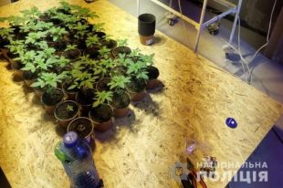В Киевской области мужчина в подвале дома выращивал 643 куста конопли