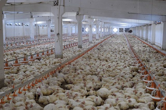 На птицефабрике в Адыгее поголовье цыплят-бройлеров увеличат до 2,5 млн |  ДЕНЬГИ: Экономика | ДЕНЬГИ | АиФ Ставрополь