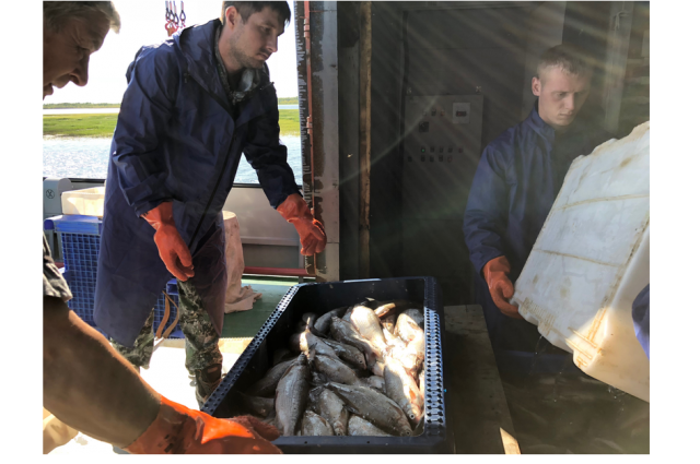 На Ямале летний промысел рыбы стартовал раньше обычного срока