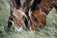 Оренбургские заповедники не принимают экскурсии до 1 июня.