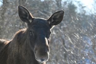 Жители Кировского района Перми заметили на улице лося, который бегал по улицам.
