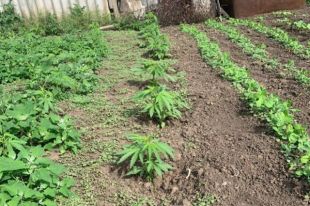 В Днепропетровской области мужчина на огороде выращивал 103 куста конопли