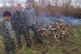 Из Чернобыльской зоны пытались вывезти 60 кг рогов лосей