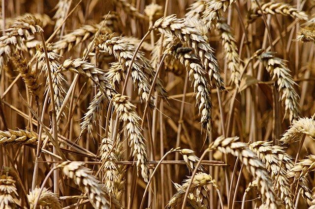 В Тюменской области развивается рынок зерна