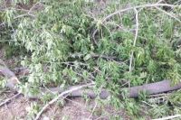 В Тюмени из-за грозы и сильного ветра повалило деревья