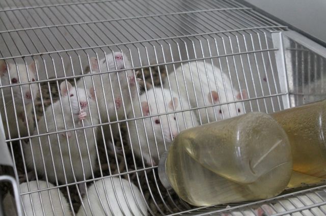 Трансгенных мышей для тестов вакцины от коронавируса создают в Новосибирске
