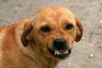 В Тюменской области с владельца собаки взыскали более 40 тысяч рублей