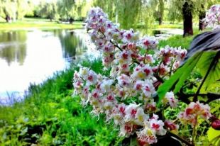 29 мая: церковный праздник, какой сегодня день, обычаи и предписания