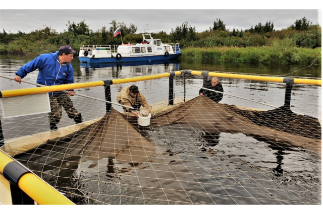 В Тазовском установят садковую линию для молоди ценных видов рыб