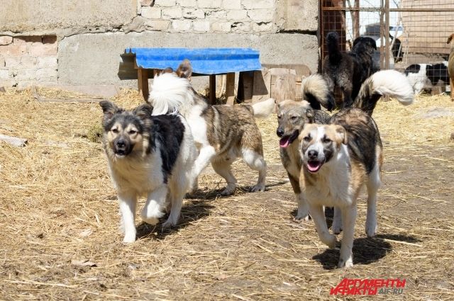 В деревне Алексинского района бездомные собаки чуть не загрызли ребенка