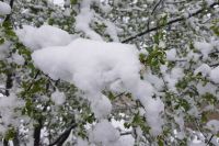 На Ямале выпал первый летний снег