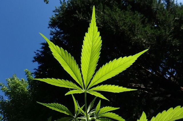 Марихуана в ейске америка легализация марихуаны