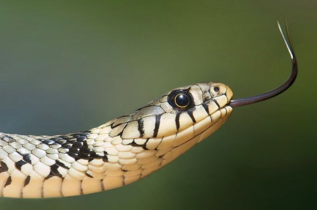 Осторожно: о появлении первых змей рассказал приморец