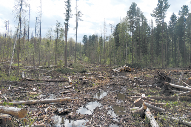 В Северском районе предприниматель незаконно вырубил лес на 21,6 млн руб.