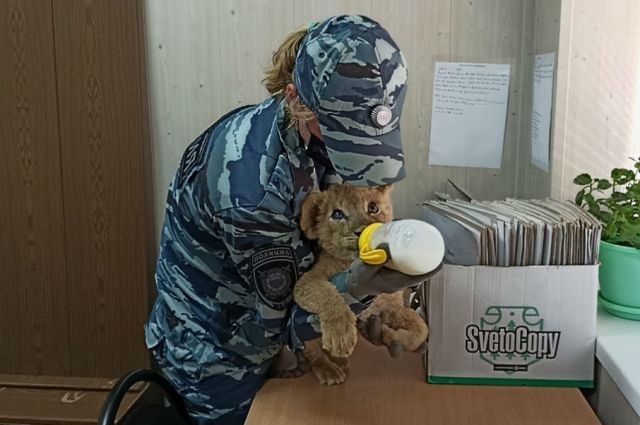 В Волгоградской области в багажнике автобуса перевозили львёнка