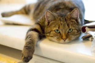 Странный выбор. Почему плюшевого кота дарить лучше, чем живого котенка