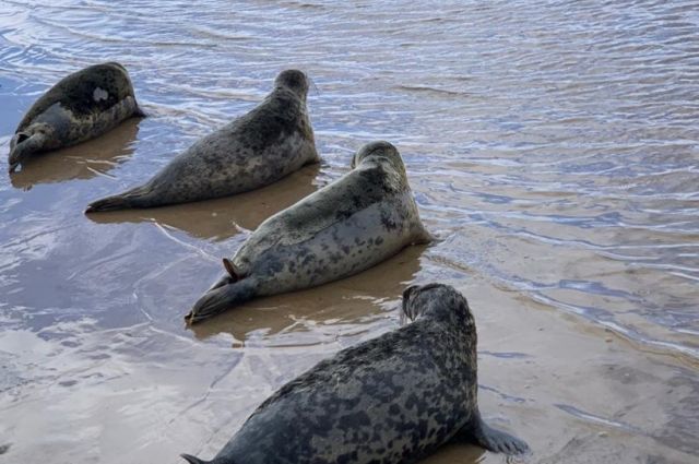 В Финский залив выпустили пять выхоженных тюленей