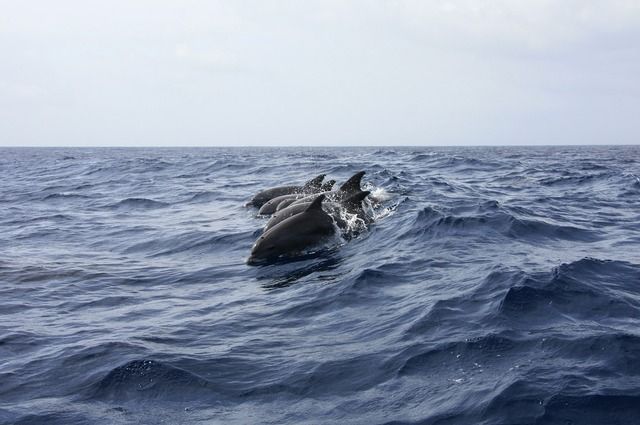 Во Владивостоке спасли запутавшегося дельфина