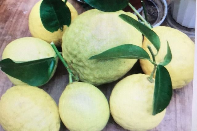 В единственной школьной теплице Ставрополя вырастили килограммовые лимоны