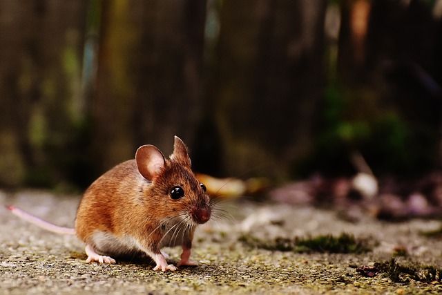 В Пензенской области втрое увеличилась заболеваемость мышиной лихорадкой