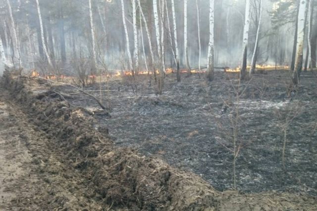 О противопожарных рвах в лесах города расскажут в пресс-центре «АиФ-Иркутск