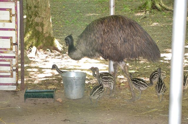Восемь страусят родились в зоопарке Ставрополя