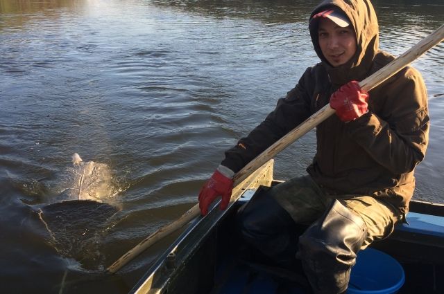 Младший специалист Артем Кореев ведет учет личинки омуля на реке Кичера.
