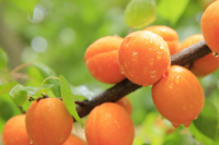 огурцы и кабачки родственники или нет. Смотреть фото огурцы и кабачки родственники или нет. Смотреть картинку огурцы и кабачки родственники или нет. Картинка про огурцы и кабачки родственники или нет. Фото огурцы и кабачки родственники или нет огурцы и кабачки родственники или нет. Смотреть фото огурцы и кабачки родственники или нет. Смотреть картинку огурцы и кабачки родственники или нет. Картинка про огурцы и кабачки родственники или нет. Фото огурцы и кабачки родственники или нет