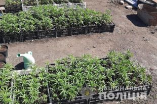 В Запорожской области у мужчины изъяли оружие и более 500 кустов конопли