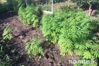 В Краматорске мужчина во дворе дома выращивал 530 кустов конопли
