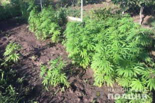 В Краматорске мужчина во дворе дома выращивал 530 кустов конопли