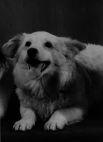 Много самых разных животных обитало в Белом доме при Джоне Кеннеди. Собаку Пушинку, щенка побывавшей в космосе Стрелки, подарил семье Кеннеди премьер-министр СССР Никита Хрущев.