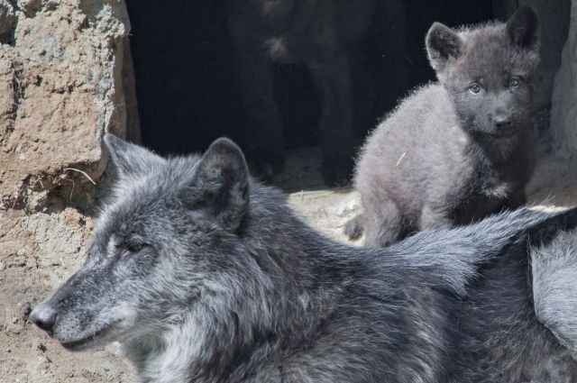 Арктическая волчица отказалась от детей в Новосибирском зоопарке | ДОСУГ |  АиФ Новосибирск