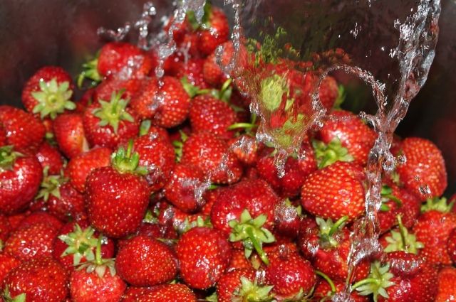 600 тонн ягод собрали в Краснодарском крае в этом году