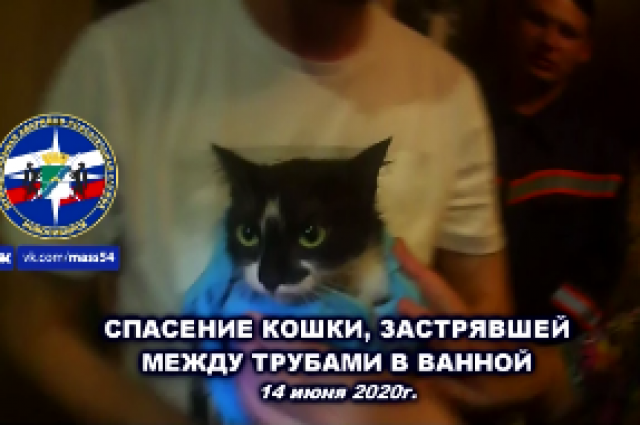 В Новосибирске спасатели вытащили любопытную кошку из туалета