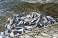 В Украине увеличат штрафы за рыбное браконьерство