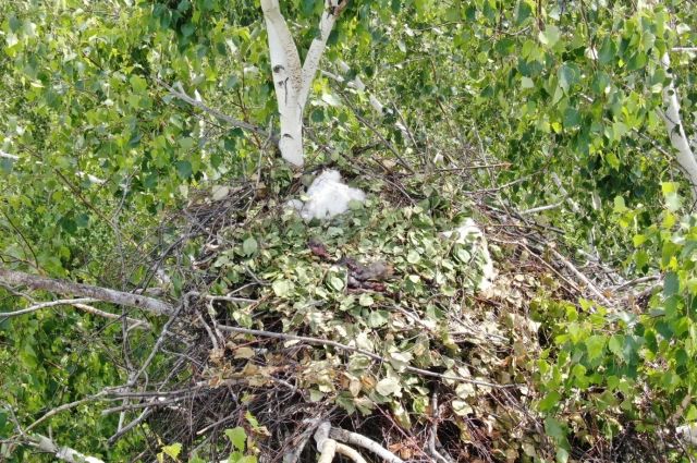 В Мокшанском районе подтвердили гнездование орла-могильника
