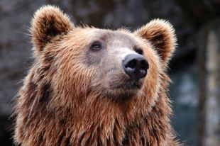 Мужчина в маске медведя напугал маму с ребенком в лесу около села Витаминка.