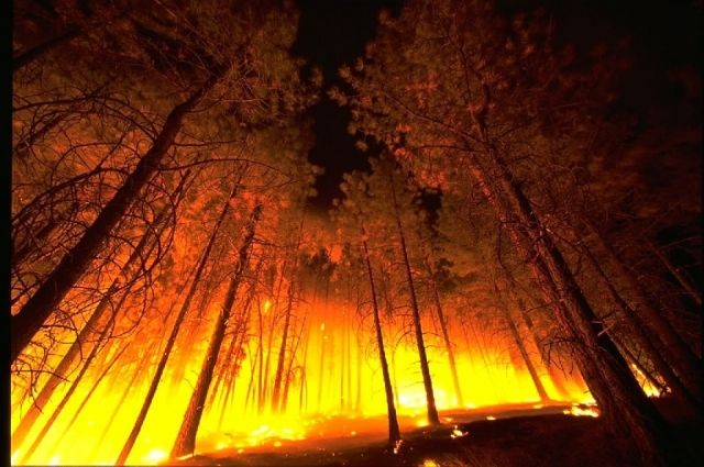 Возбуждено уголовное дело о халатности при организации тушения лесного пожара в Оренбургском районе.