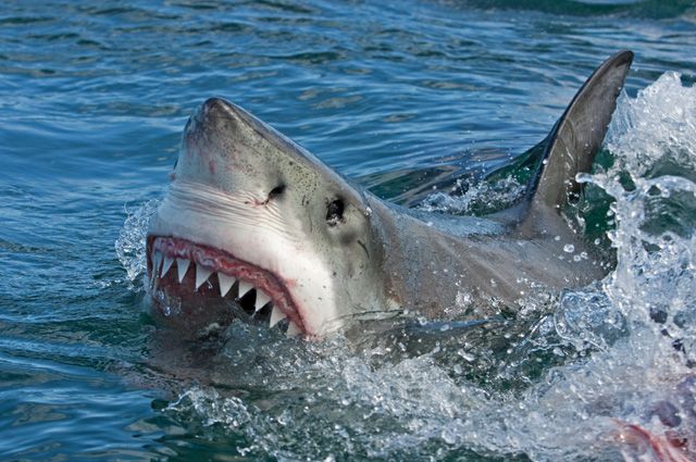 Акула биография: интересные факты и история жизни акулы